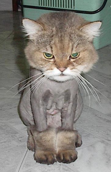 Moon Boot Cat :)